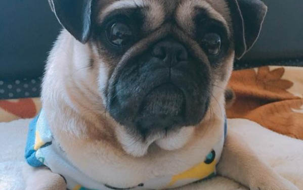 幼犬一天喂几次奶粉