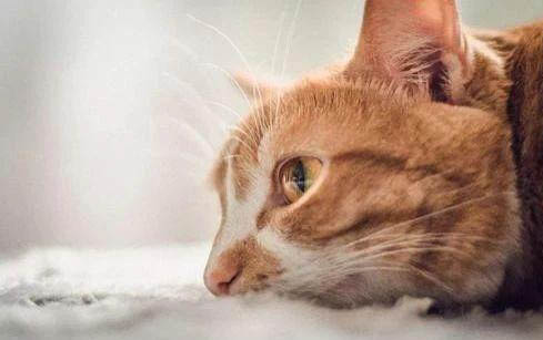 猫可以吃哪些肉类