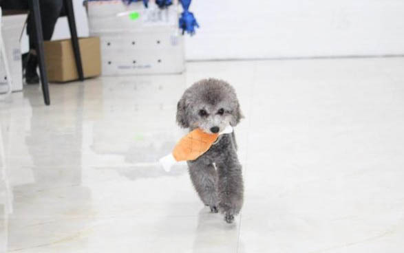 不纯种的泰迪会怎么样呢