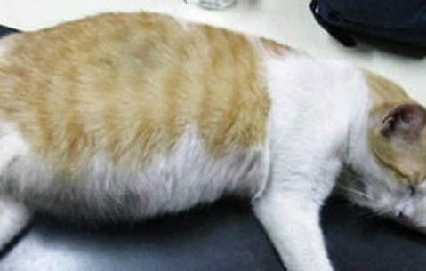 如何判断猫咪是不是猫传腹
