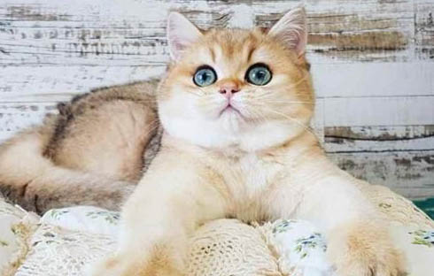 猫咪体外驱虫能杀死跳蚤么