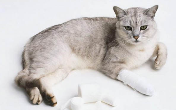请问猫咪呕吐的原因及处理方法？