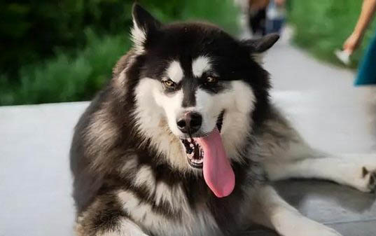 阿拉斯加犬怎么看纯不纯
