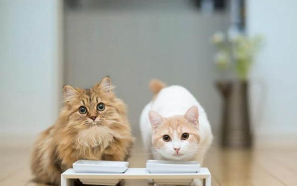 猫打了疫苗为什么还会得猫瘟