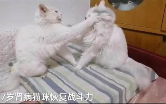 猫咪可以长期吃复合维生素吗?