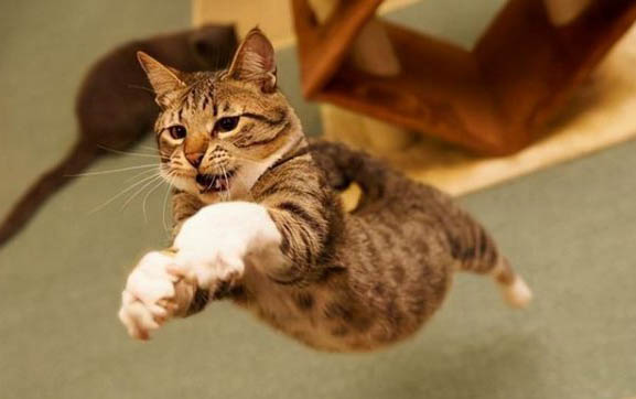 猫咪口炎严重会怎样