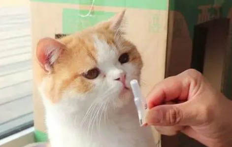 猫咪对眼的原因