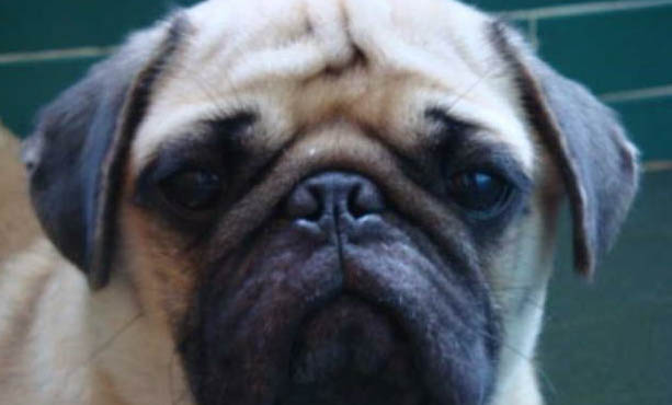 在哪里打狂犬疫苗