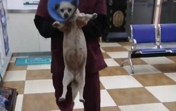 冬天狗狗剃完毛需要注意什么