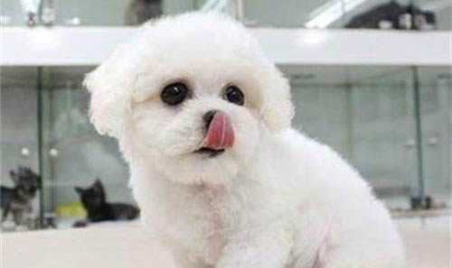 比熊犬可以吃蒸红薯吗