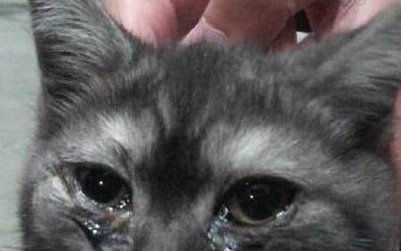 猫咪舔毛了