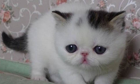 美国硬毛猫吃什么比较好