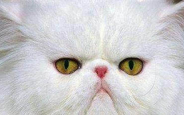 家猫身上有跳蚤怎么办?
