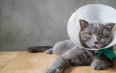 猫瘟好了后拉稀吃什么药有效