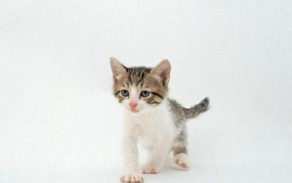 大猫咬新来的小猫后颈