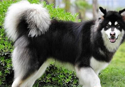 阿拉斯加犬和哈士奇哪个好养