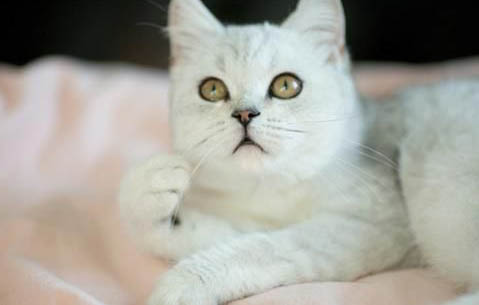 英国短毛猫有哪些颜色