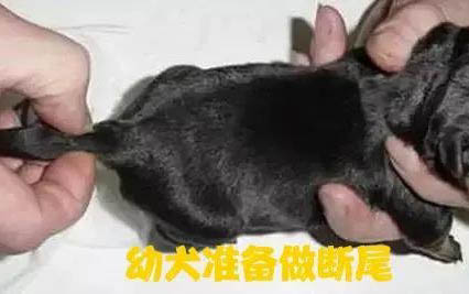 常见的狗狗品种有哪些
