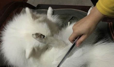 猫咪体温高怎么回事儿
