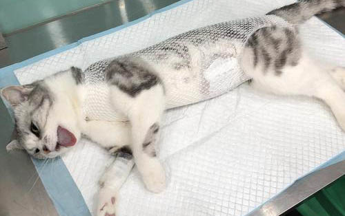 小猫突然尿床是什么原因啊?