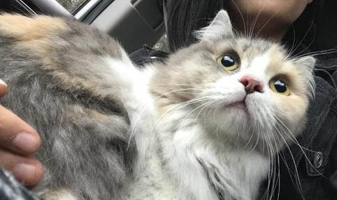 请问猫咪呕吐的原因及处理方法?