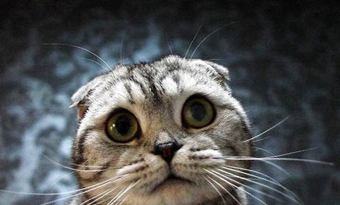 换了新猫砂猫不去怎么办