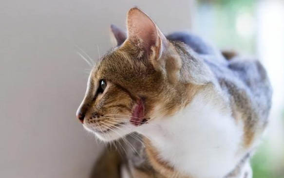 猫咪第一胎存活率