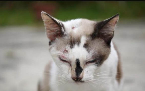 猫咪多久一次发情