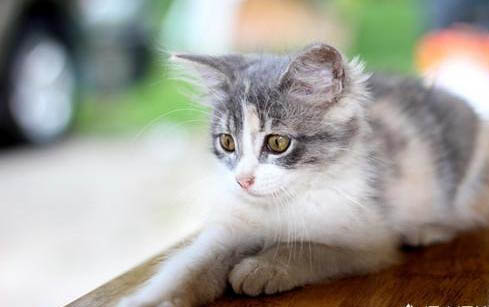 猫咪甩耳朵是什么原因