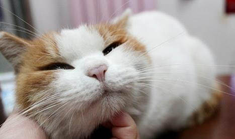 猫咪突然呕吐黄水，这是为什么？