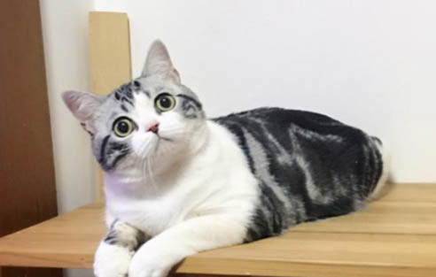如果猫吃了耗子药该怎么救