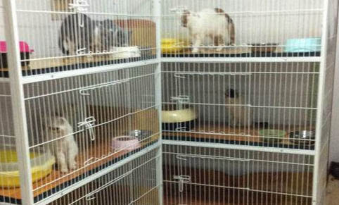 猫的正常体温是几度