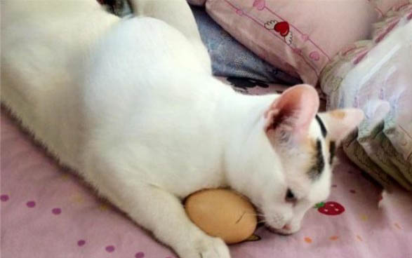 猫咪是怎么感染上猫瘟病毒的