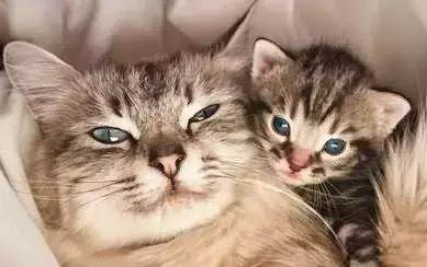 怀孕了养猫要注意什么