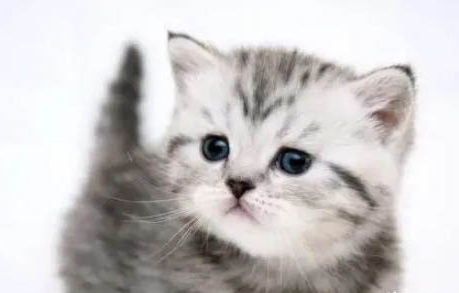 猫传腹潜伏期是多少天