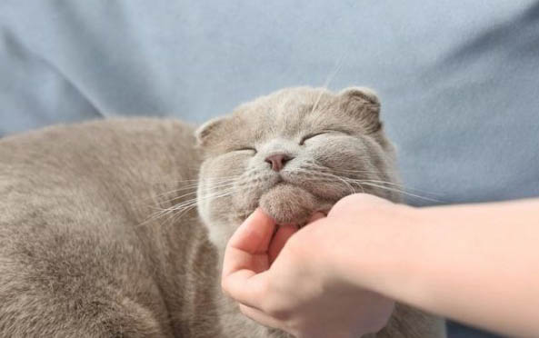 猫的舌头舔人有细菌吗