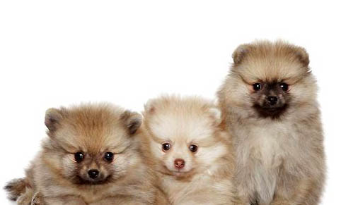 那么幼犬多久取消笼养?