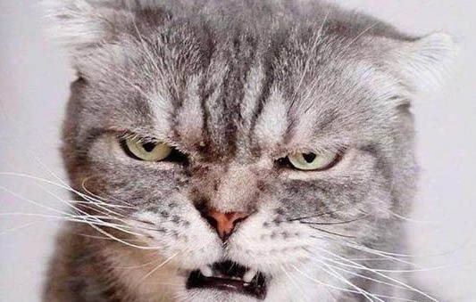 猫三联一定要间隔21天吗