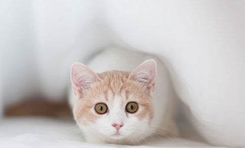 猫咪为什么会偶尔打喷嚏?
