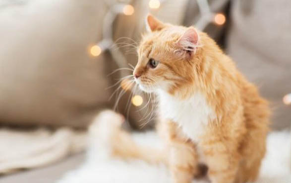小猫晚上叫的五个原因及解决方法