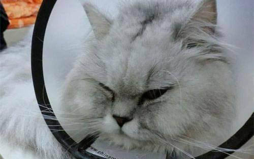 小猫身上大块掉毛怎么回事