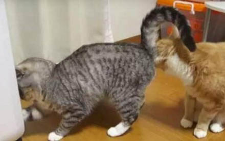 猫咪焦虑的表现