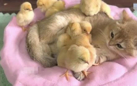两个月的小猫眼屎多咋回事