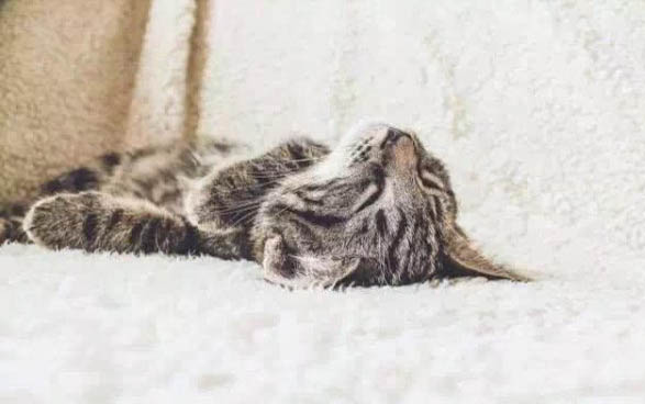 猫能不能吃鸡蛋