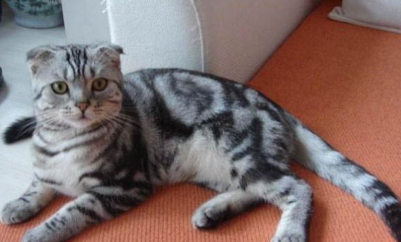 请问猫咪呕吐的原因及处理方法?