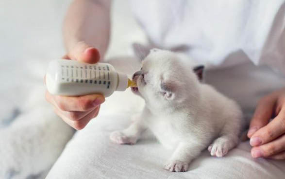 猫瞳孔放大是什么原因