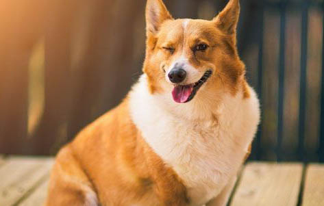 柯基和柴犬哪个贵