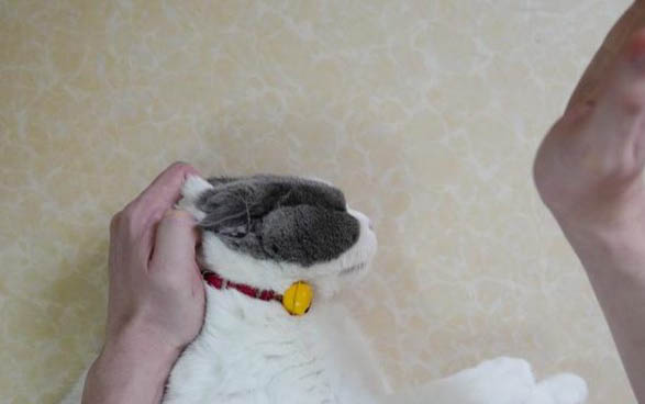 猫咪用爪子摸主人脸可以吗