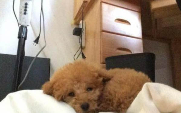 小狗呕吐怎么办,狗狗呕吐吃什么药可以缓解