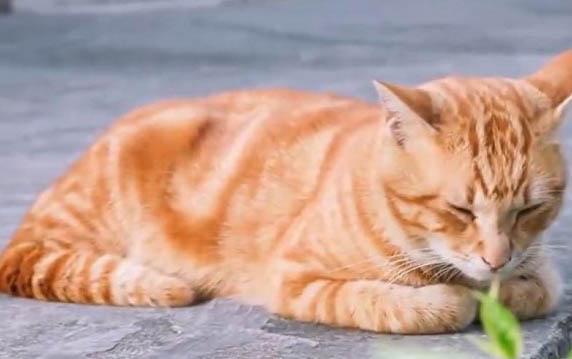请问猫咪呕吐的原因及处理方法?